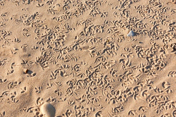 Следы птиц на песке — стоковое фото