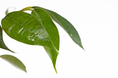 Ficus leaves Isolated clipart