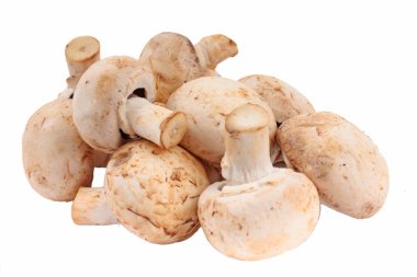 Champignons isolated clipart