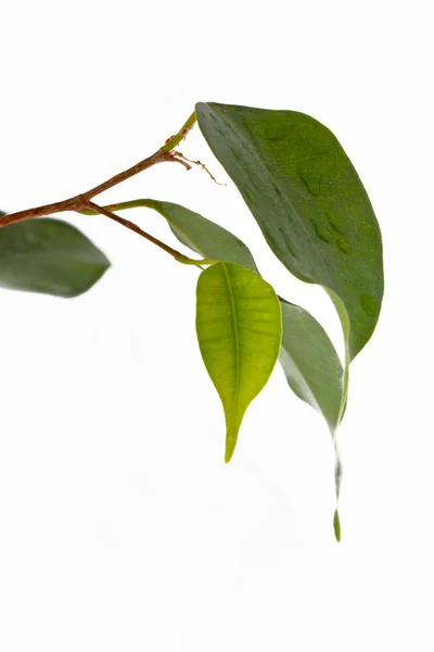 Ficus izole bırakır — Stok fotoğraf
