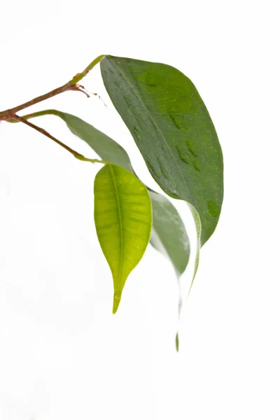 무화과나무 잎 격리 — 스톡 사진