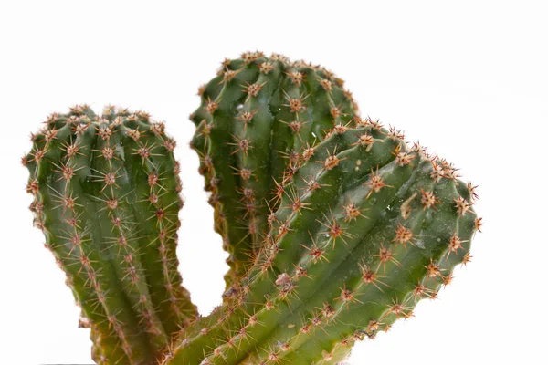 stock image Green cactus closeup