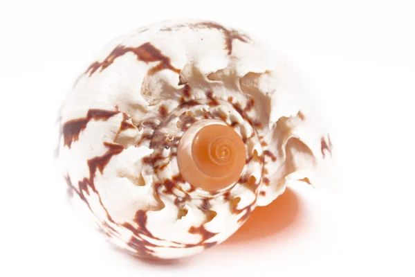 Seashell on the white — Stock Photo, Image