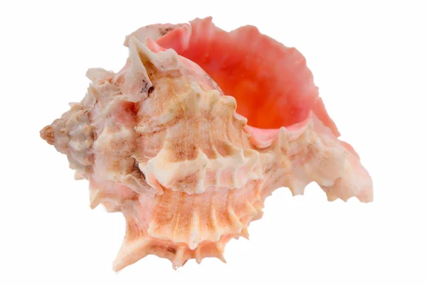 Seashell on the white — Stock Photo, Image