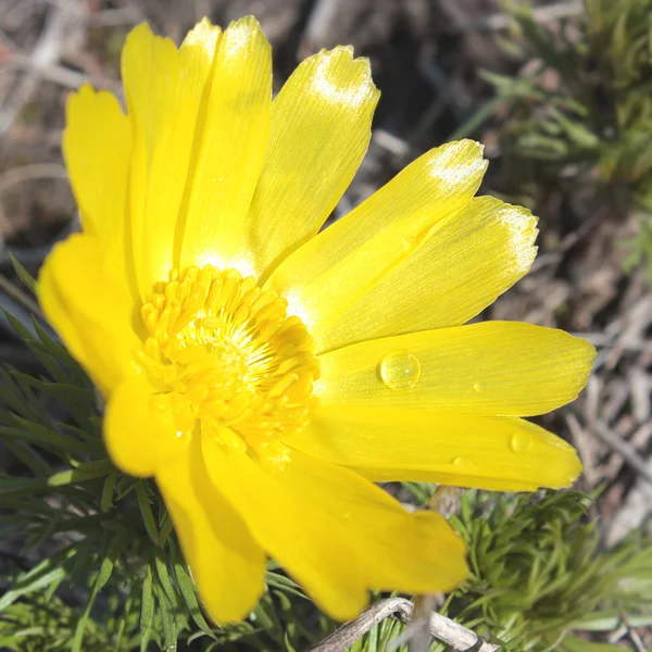 Detail van gele bloem — Stockfoto