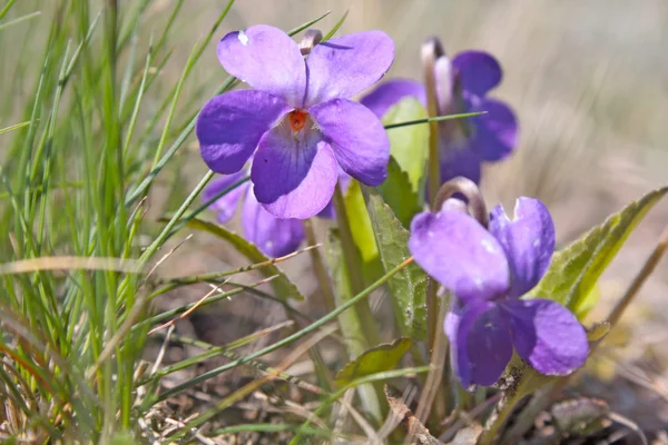 Flores violetas silvestres en crecimiento — Foto de Stock