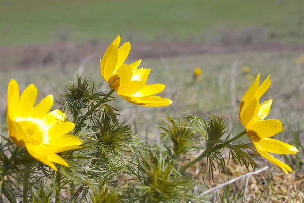 Detalle de flor amarilla — Foto de Stock