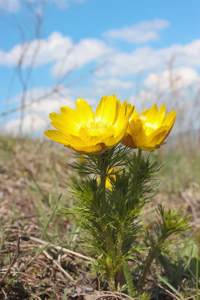 Détail de fleur jaune — Photo
