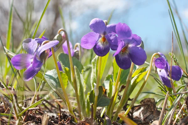 Wild growing violet flowers — Stock Photo, Image