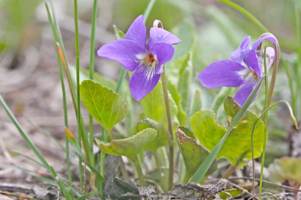 Дикие фиолетовые цветы — стоковое фото