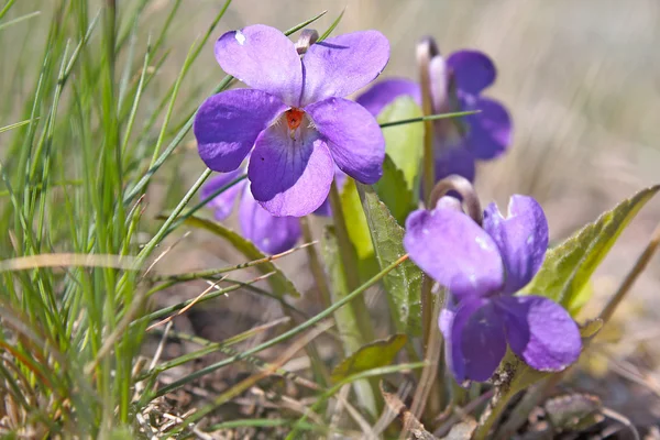 Vahşi büyüyen mor çiçekler — Stok fotoğraf