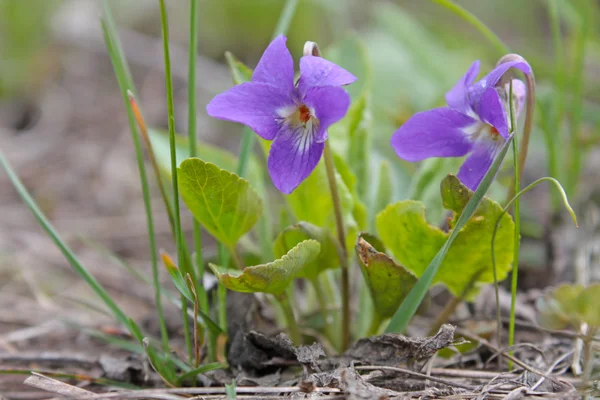 Wild growing violet flowers — Stock Photo, Image