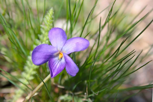 Flores violetas de crescimento selvagem — Fotografia de Stock