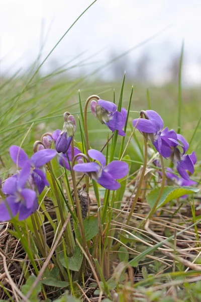 Flores violetas silvestres en crecimiento — Foto de Stock