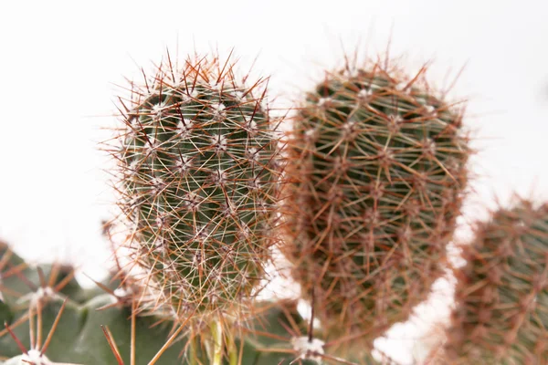 Zbliżenie zielony kaktus — Zdjęcie stockowe