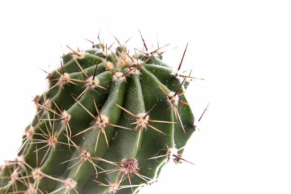 stock image Green cactus closeup