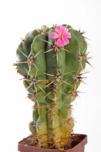 Cactus verde primer plano —  Fotos de Stock