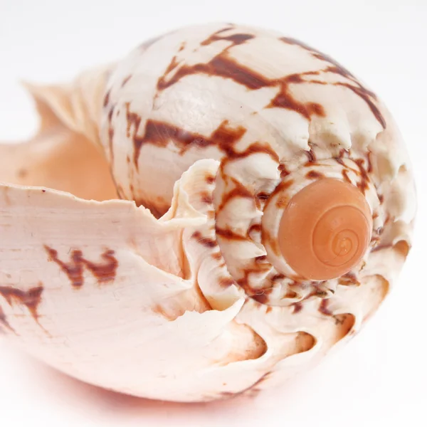 Seashell isolated — Stock Photo, Image
