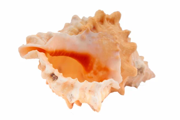 Seashell isolated — Stock Photo, Image