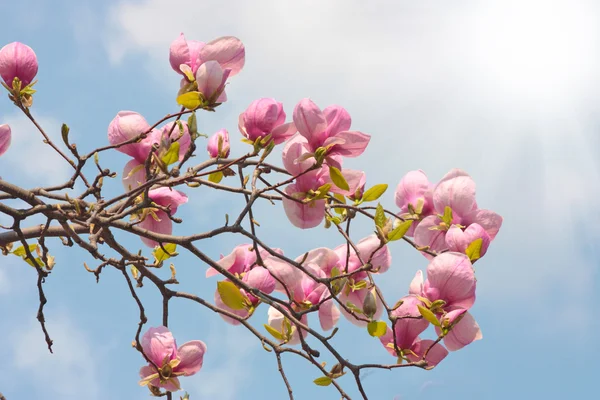 Цветение деревьев магнолии — стоковое фото