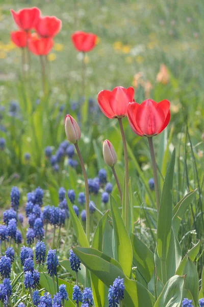 Muchos tulipanes rosados — Foto de Stock