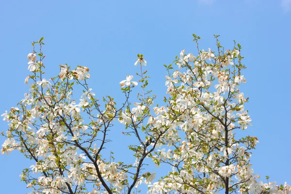 Manolya ağaçlarının çiçek açması — Stok fotoğraf