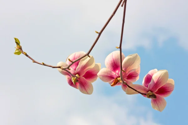 Manolya ağaçlarının çiçek açması — Stok fotoğraf
