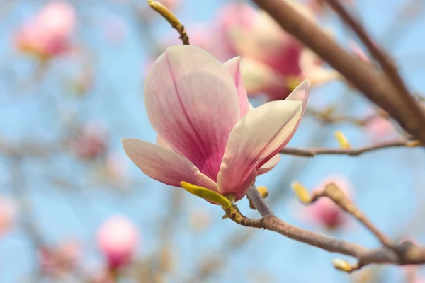マグノリアの木の開花 — ストック写真