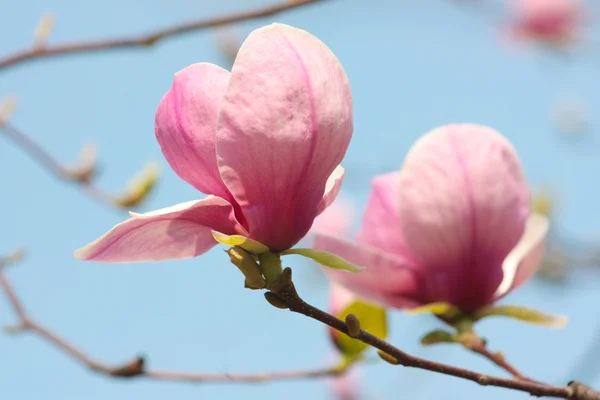 Kwitnących drzew magnolia — Zdjęcie stockowe