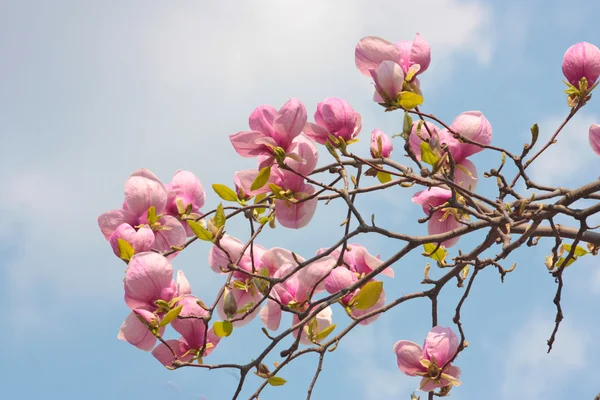 Kvetoucí magnólie stromů — Stock fotografie