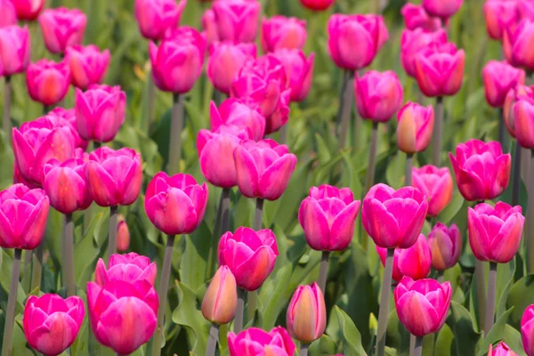 Spousta růžových tulipánů — Stock fotografie