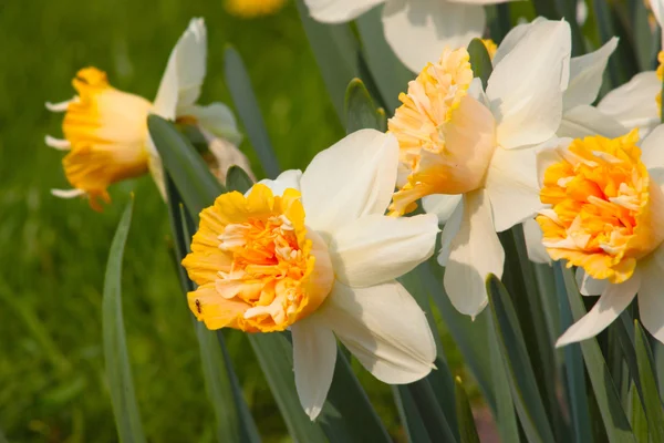 Kvetoucí Narcis — Stock fotografie