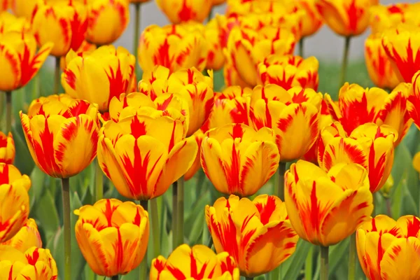 Muchos tulipanes naranjas — Foto de Stock