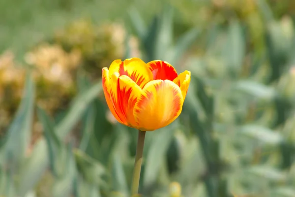 Много оранжевых тюльпанов — стоковое фото