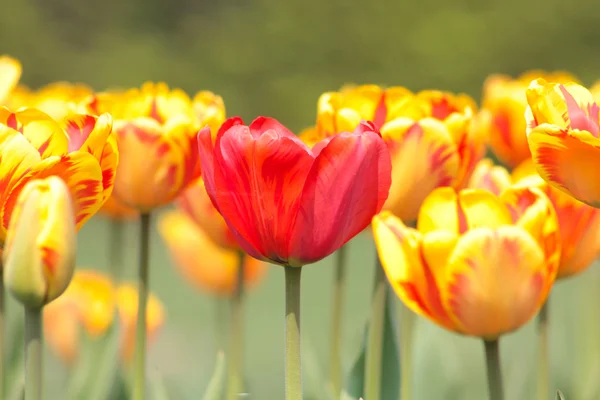 Many orange tulips — Stock Photo, Image