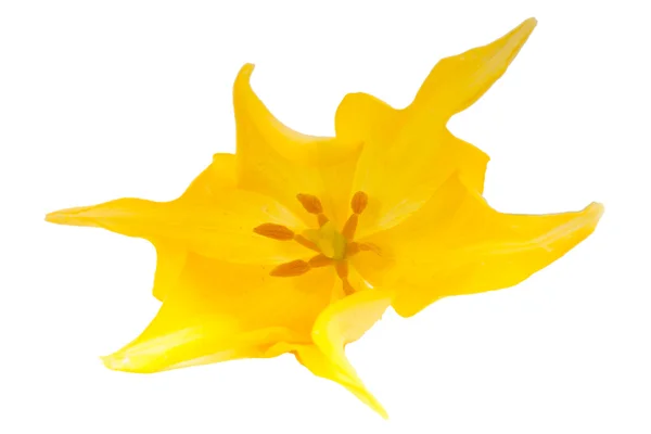 Tulipán amarillo — Foto de Stock