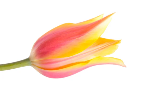 Żółty tulipan — Zdjęcie stockowe