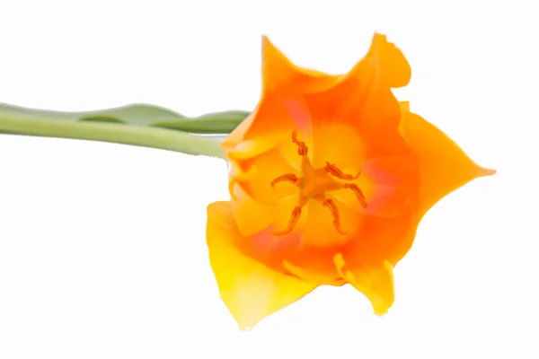 黄色郁金香 — 图库照片