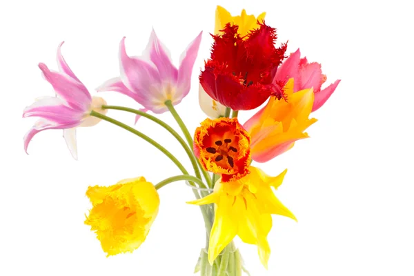 Piękne tulipany — Zdjęcie stockowe
