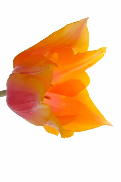 Tulipán amarillo —  Fotos de Stock