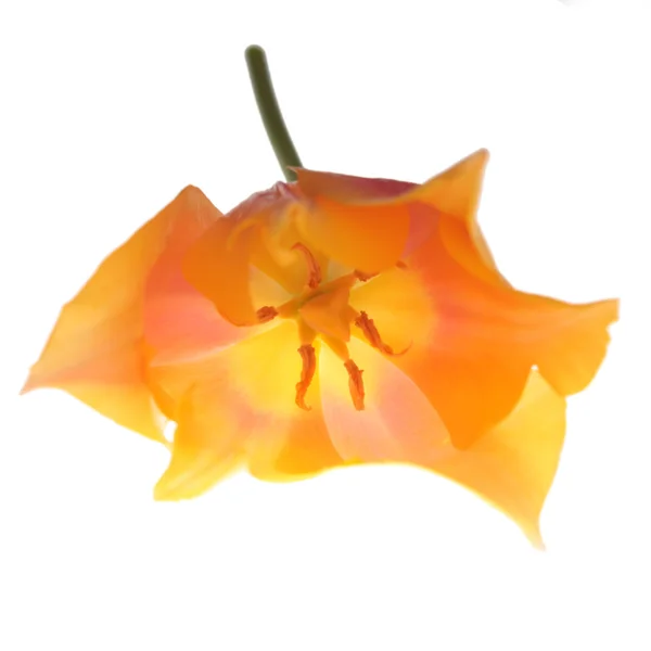 Tulipano giallo — Foto Stock
