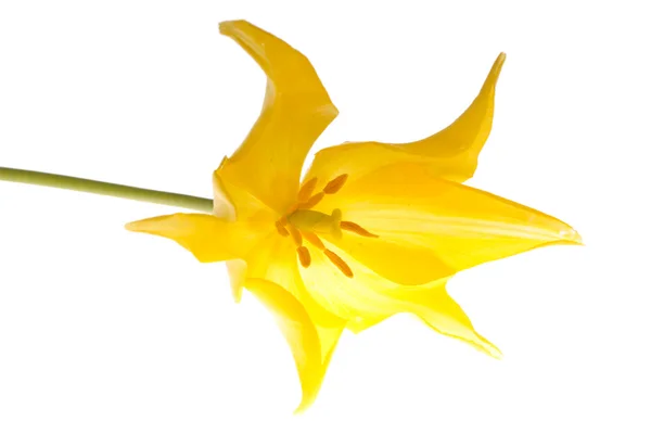 Жовтий tulip — стокове фото