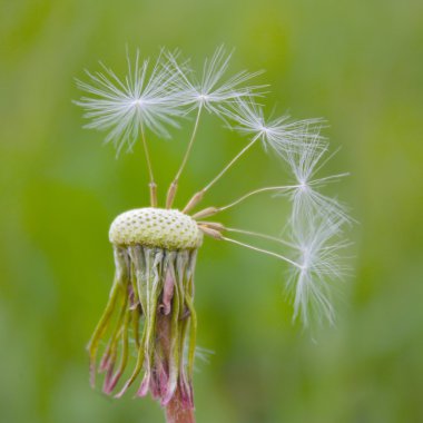 White dandelion clipart