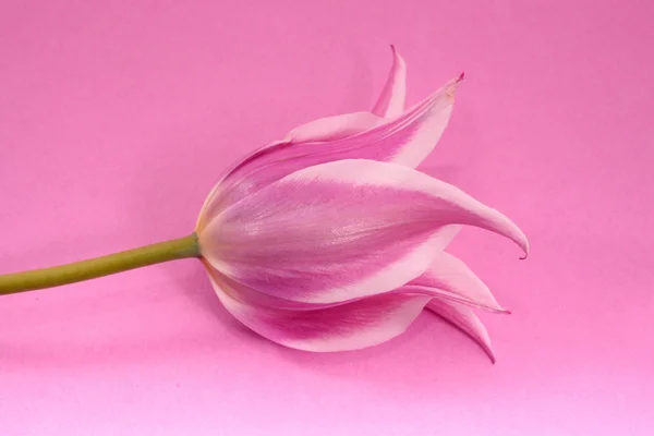 Фіалка тюльпани — стокове фото