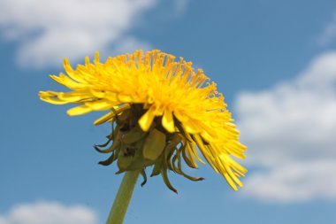 Sarı dandelions gökyüzü altında