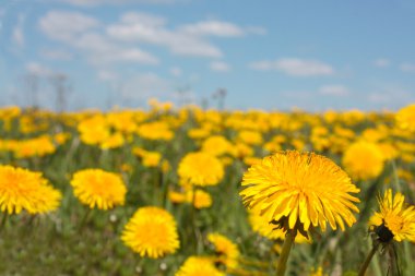 Sarı dandelions gökyüzü altında