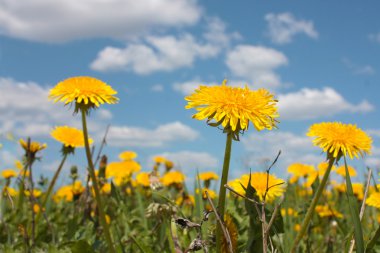 Sarı dandelions gökyüzü altında