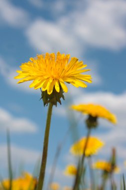 Sarı dandelions gökyüzü altında