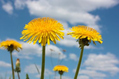 Sarı dandelions gökyüzü altında