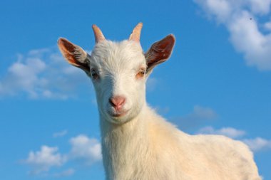 Funny kid goats clipart